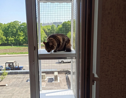 Кот в выгуле для животных