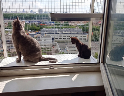 Котенок в выгуле